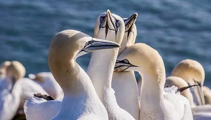 爱游戏综合娱乐-欧洲杯资格赛阵容确定，各国队员状态有口皆碑，欧洲杯参赛资格2020