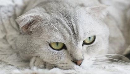 爱游戏平台-世界杯中国女足战平 球迷热议技战术，女足世界杯2021中国