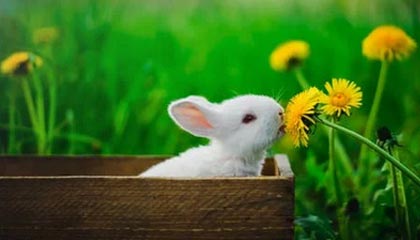 爱游戏中国官方网站平台-快船逆转尼克斯，系列赛焦点战中乔治砍下47分，快船胜尼克斯